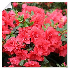 Azalea japonica Princess De